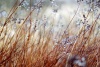 rosa-2-zmenseni-web_699.JPG
