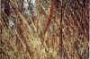 stebla-zmenseni-web_700.JPG