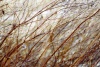 trava-1-zmenseni-web_704.JPG